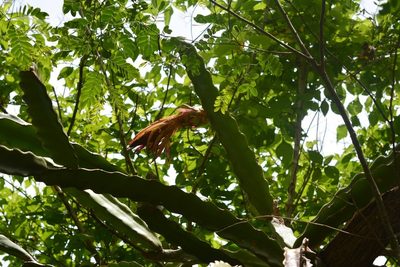Selenicereus ocamponis, photographed by Neptalí Ramírez Marcial