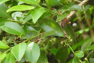 Gyminda tonduzii, photographed by Neptalí Ramírez Marcial