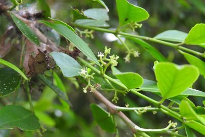 Gyminda tonduzii, photographed by Neptalí Ramírez Marcial