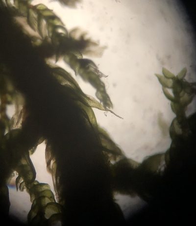 Thuidium assimile, photographed by Zoltán Nagy