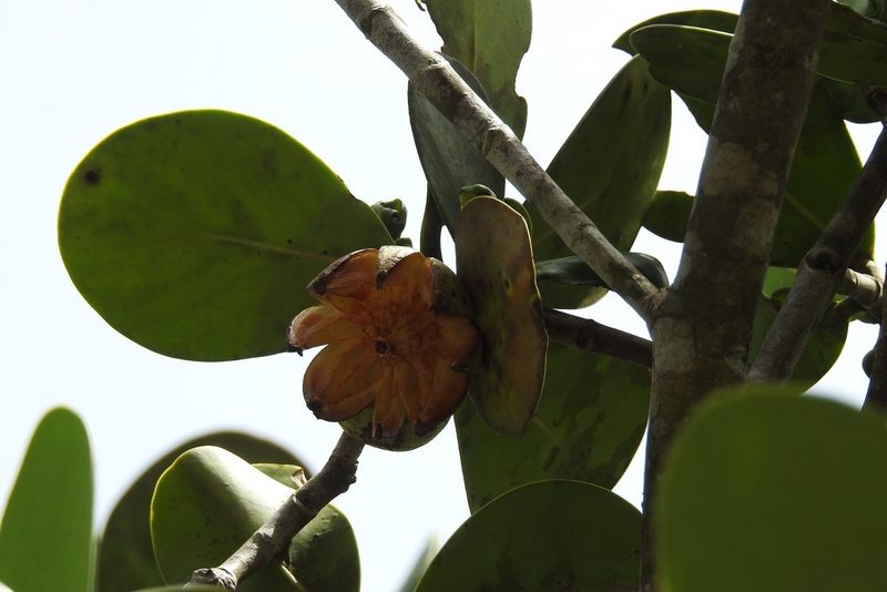 Clusia tetra-trianthera, photographed by Neptalí Ramírez Marcial