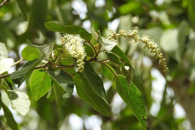 Croton francoanus, photographed by Neptalí Ramírez Marcial
