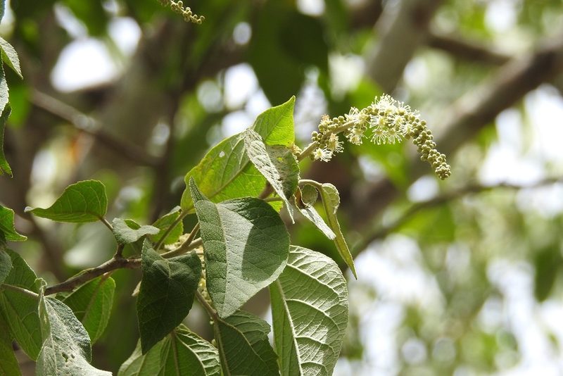 Croton francoanus, photographed by Neptalí Ramírez Marcial