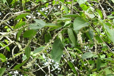 Croton mexicanus, photographed by Neptalí Ramírez Marcial