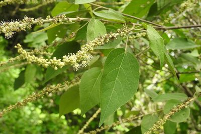 Croton mexicanus, photographed by Neptalí Ramírez Marcial