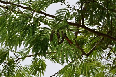 Leucaena diversifolia, photographed by Neptalí Ramírez Marcial