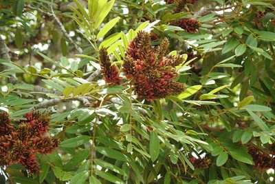 Lonchocarpus rugosus, photographed by Neptalí Ramírez Marcial