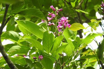 Lonchocarpus sumiderensis, photographed by Neptalí Ramírez Marcial