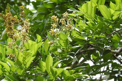 Nissolia fruticosa, photographed by Neptalí Ramírez Marcial