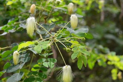 Zapoteca formosa, photographed by Neptalí Ramírez Marcial