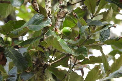 Quercus peduncularis, photographed by Neptalí Ramírez Marcial