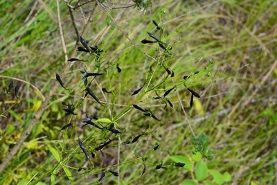 Lisianthius nigrescens, photographed by Neptalí Ramírez Marcial