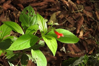Salvia miniata, photographed by Neptalí Ramírez Marcial