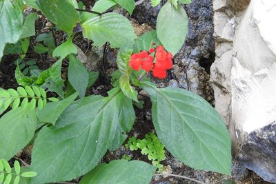 Salvia miniata, photographed by Neptalí Ramírez Marcial