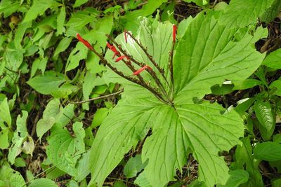 Spigelia splendens, photographed by Neptalí Ramírez Marcial