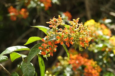 Tetrapterys schiedeana, photographed by Neptalí Ramírez Marcial