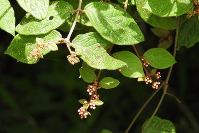 Heteropterys brachiata, photographed by Neptalí Ramírez Marcial