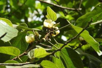 Hampea mexicana, photographed by Neptalí Ramírez Marcial