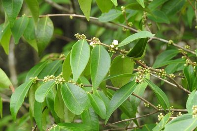 Eugenia capulioides, photographed by Neptalí Ramírez Marcial