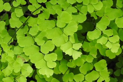 Adiantum braunii, photographed by Neptalí Ramírez Marcial