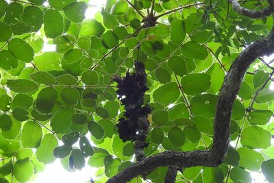 Comocladia guatemalensis, photographed by Neptalí Ramírez Marcial