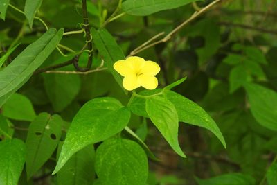 Haplophyton cimicidum, photographed by Neptalí Ramírez Marcial