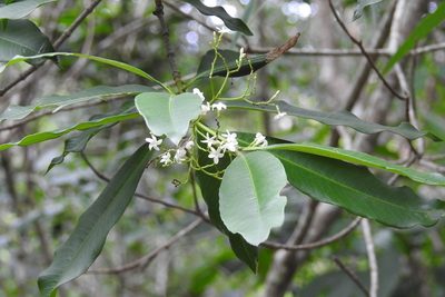 Alstonia longifolia, photographed by Neptalí Ramírez Marcial
