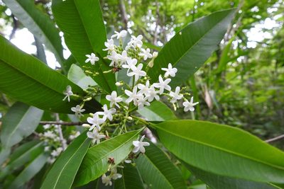 Alstonia longifolia, photographed by Neptalí Ramírez Marcial
