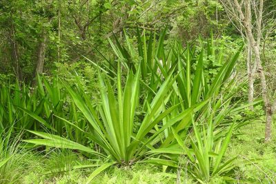 Furcraea cabuya, photographed by Neptalí Ramírez Marcial