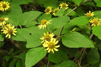 Philactis zinnioides, photographed by Neptalí Ramírez Marcial