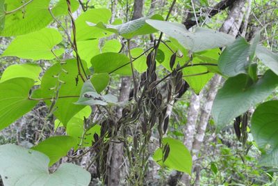 Dioscorea carpomaculata, photographed by Neptalí Ramírez Marcial