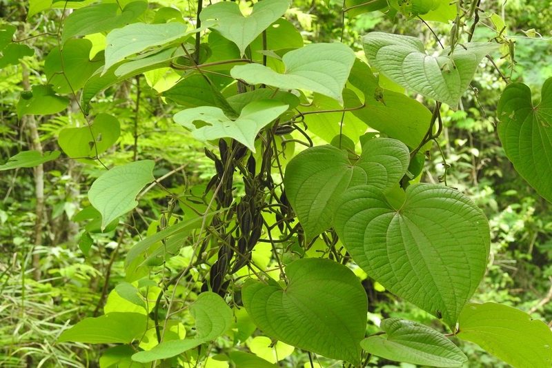Dioscorea carpomaculata, photographed by Neptalí Ramírez Marcial