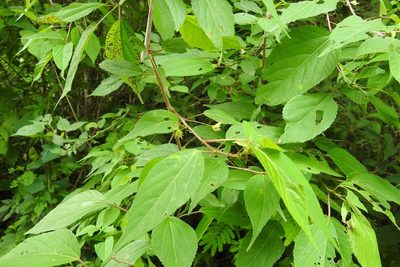 Acalypha leptopoda, photographed by Neptalí Ramírez Marcial
