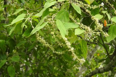 Croton mexicanus, photographed by Neptalí Ramírez Marcial