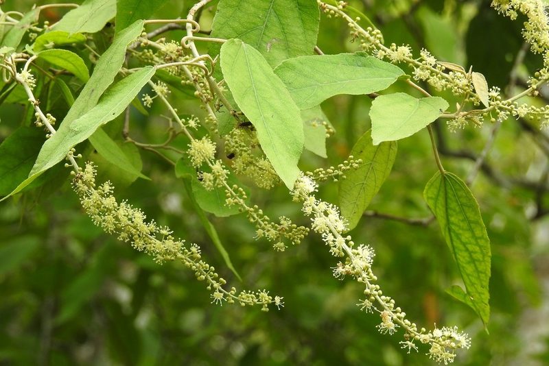 Croton mexicanus, photographed by Neptalí Ramírez Marcial