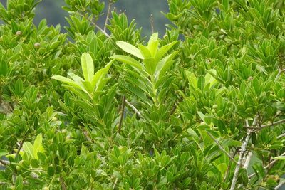 Euphorbia lundelliana, photographed by Neptalí Ramírez Marcial