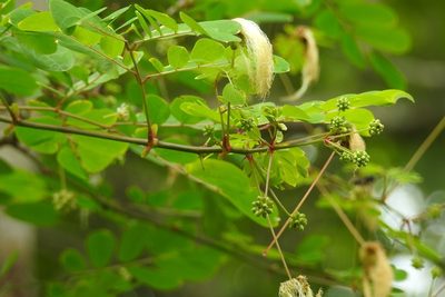 Zapoteca formosa, photographed by Neptalí Ramírez Marcial