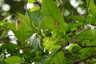 Zapoteca formosa, photographed by Neptalí Ramírez Marcial