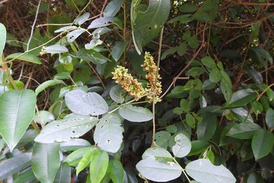 Nissolia fruticosa, photographed by Neptalí Ramírez Marcial