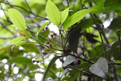 Licaria misantlae, photographed by Neptalí Ramírez Marcial