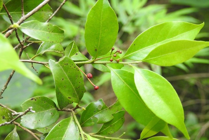 Licaria misantlae, photographed by Neptalí Ramírez Marcial