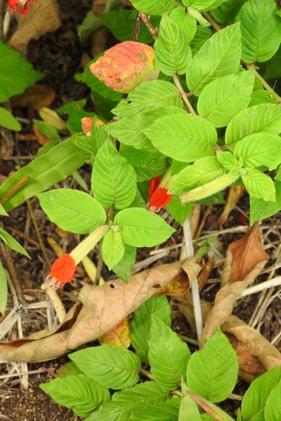 Cuphea nudicostata, photographed by Neptalí Ramírez Marcial
