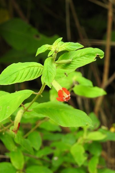 Cuphea nudicostata, photographed by Neptalí Ramírez Marcial
