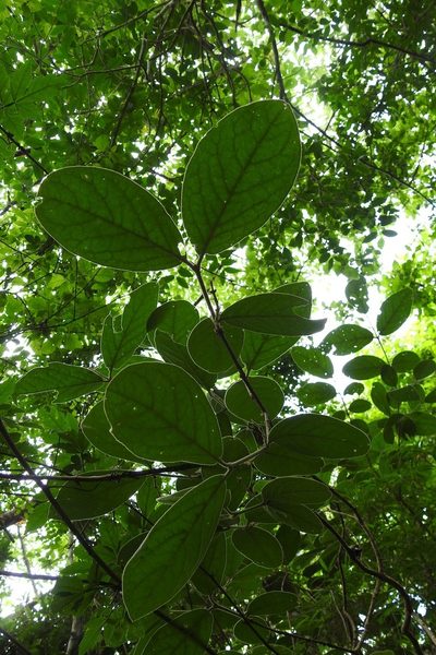 Bunchosia breedlovei, photographed by Neptalí Ramírez Marcial