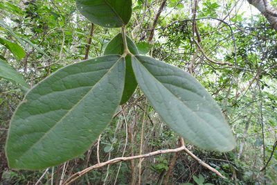 Bunchosia breedlovei, photographed by Neptalí Ramírez Marcial