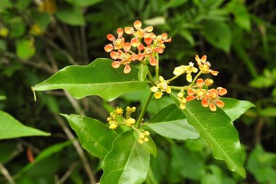 Tetrapterys schiedeana, photographed by Neptalí Ramírez Marcial