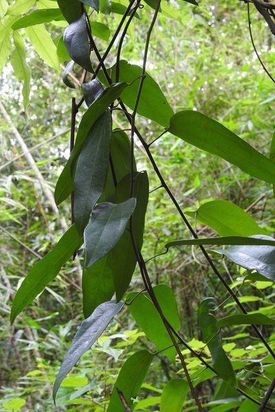 Abuta chiapasensis, photographed by Neptalí Ramírez Marcial