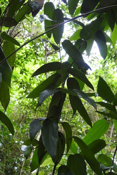 Abuta chiapasensis, photographed by Neptalí Ramírez Marcial