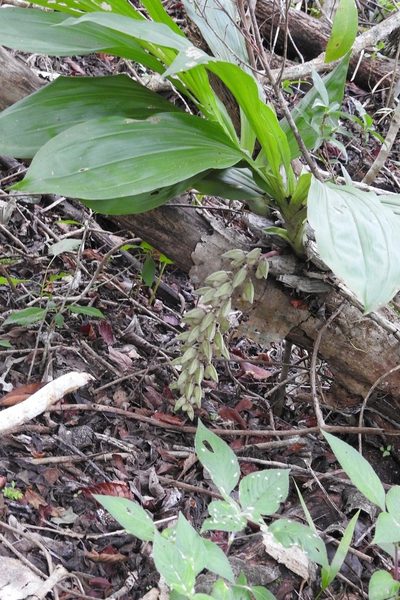Clowesia russelliana, photographed by Neptalí Ramírez Marcial