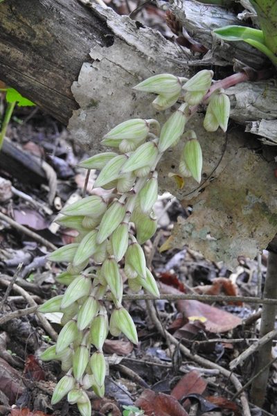 Clowesia russelliana, photographed by Neptalí Ramírez Marcial